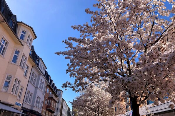 Kirschbluete in der City 042026