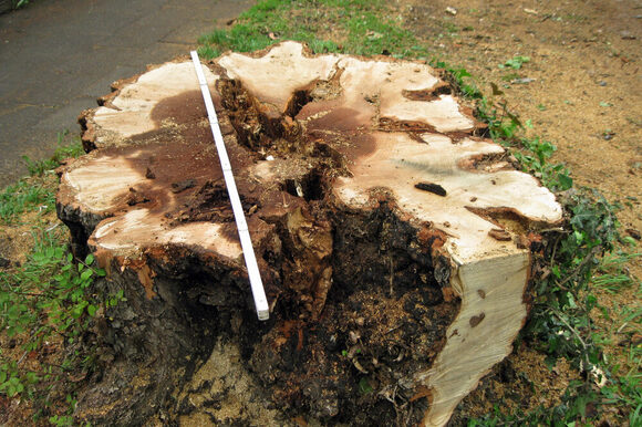 Baumstumpf mit Schaden