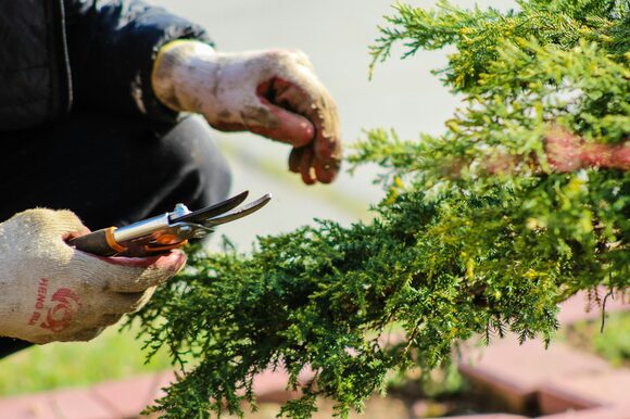 Hand mit einer Gartenschere vor einem grünen Ast