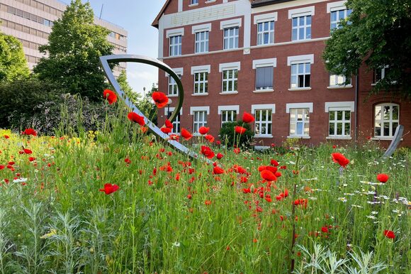 Wildblumenwiese vor der städtischen Musikschule