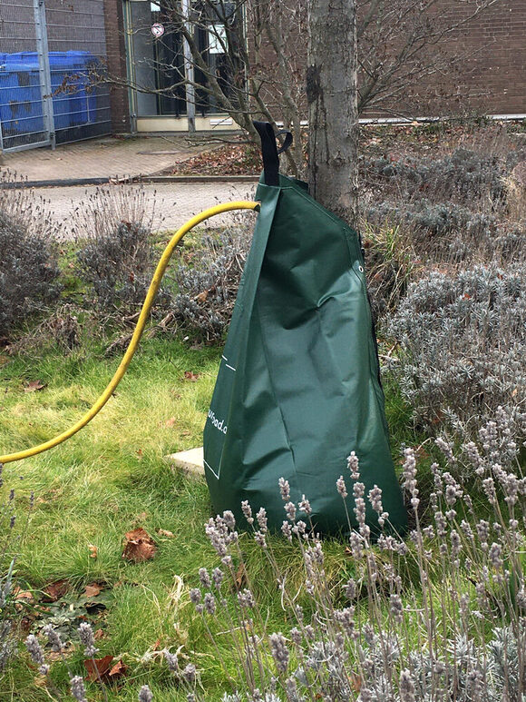 Bewässerungssack an einem Baum