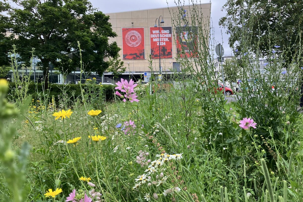 Blühwiese vor dem Kinopolis