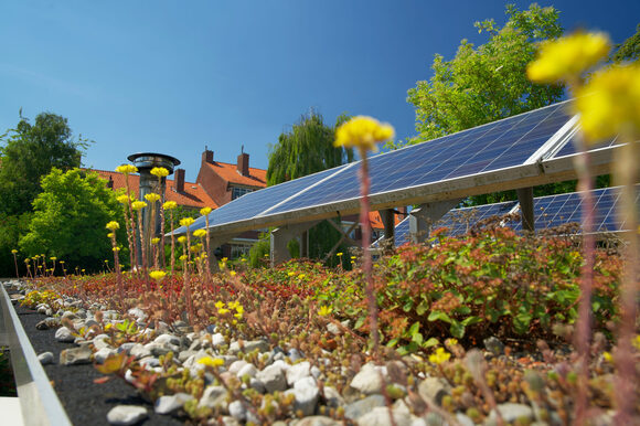 Green roof garden with blue solar panels. Sedum green roof with photovoltaic panels.
