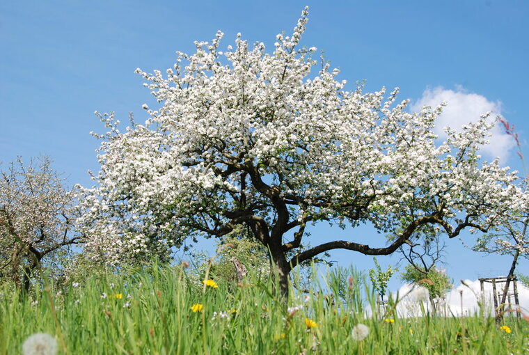 Obstbaum blühend mit Wiese
