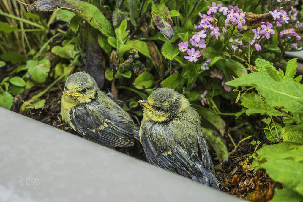 Zwei Meisen sitzen im Blumenbeet