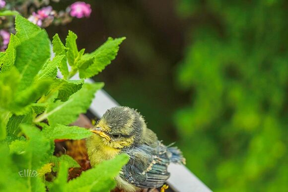 Eine junge Meise sitzt in einem Blumenbeet